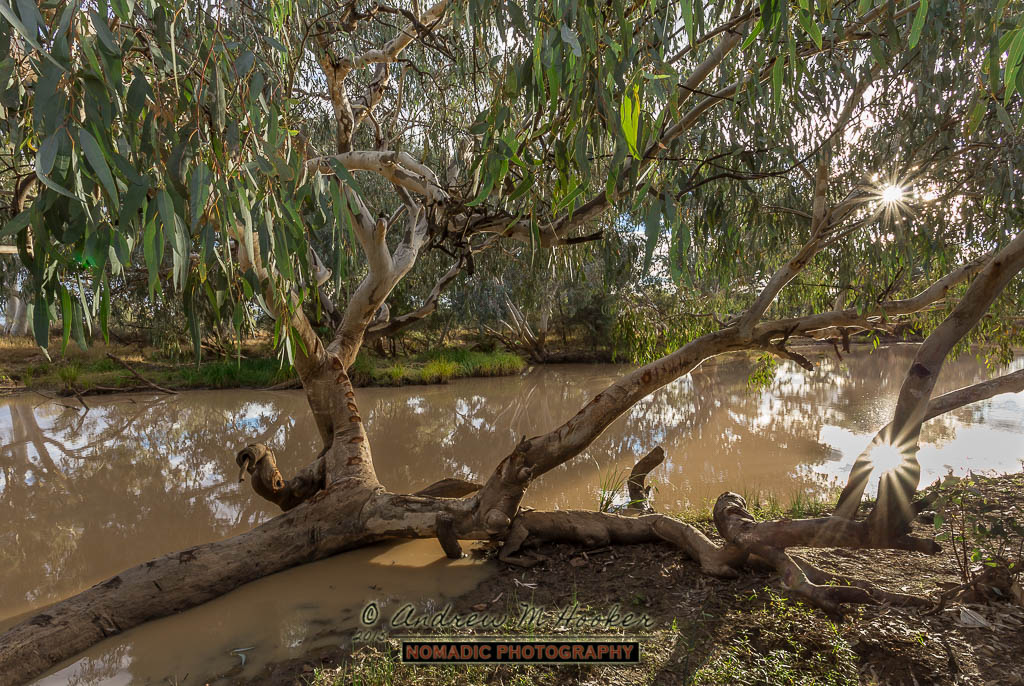Ward River Sun